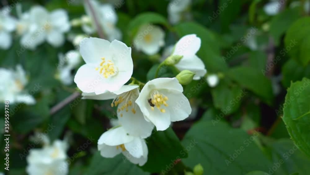 Branch of a beautiful tree bush during the flowering of jasmine. White flower with spraying. Footage shot in 4k with natural daylight Branch of a beautiful tree bush during the flowering of jasmine. White flower with spraying. Footage shot in 4k with natural daylight