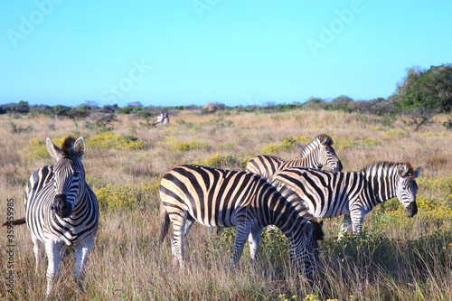 A herd of Zebra feasts