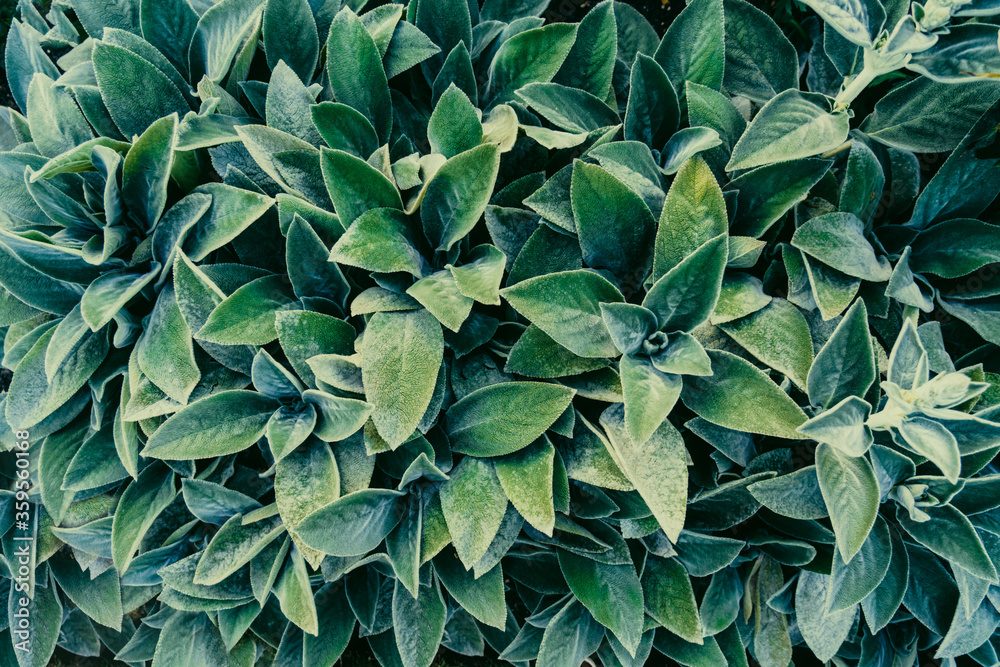 Fototapeta premium Creative layout made of velvet texture green leaves foliage. Flat lay. Nature background.