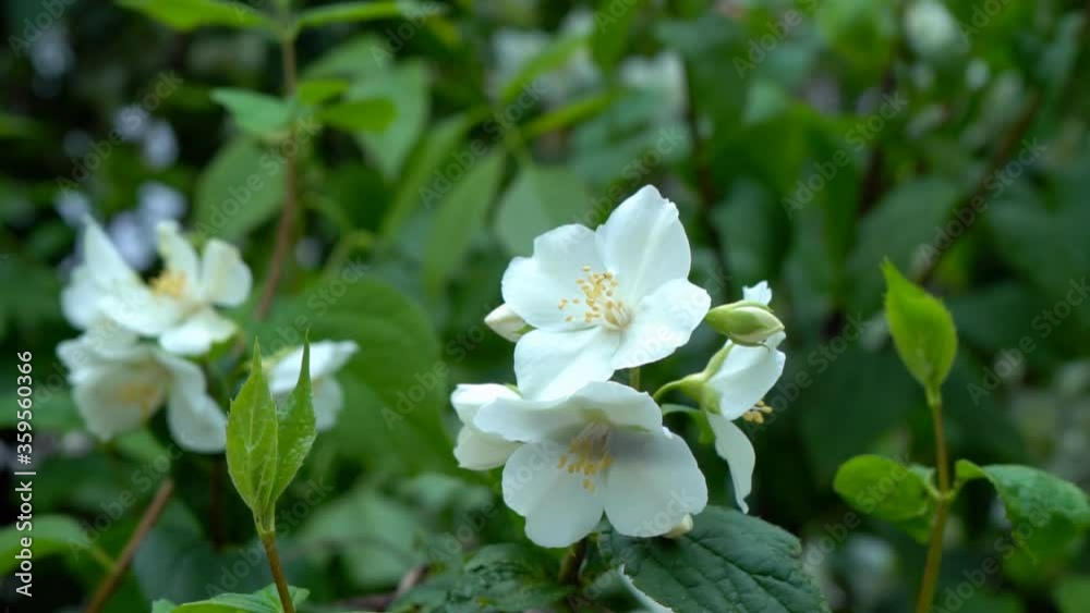 Branch of a beautiful tree bush during the flowering of jasmine. White flower with spraying. Footage shot in 4k with natural daylight Branch of a beautiful tree bush during the flowering of jasmine. White flower with spraying. Footage shot in 4k with natural daylight