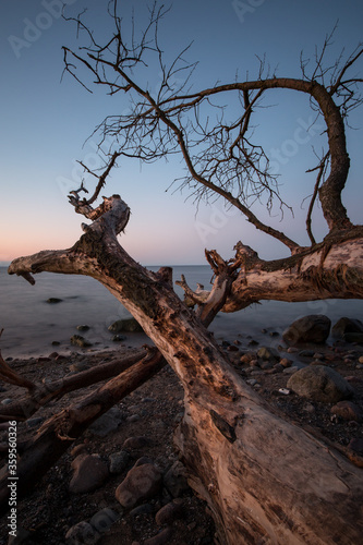 Beautiful sunset with a tree on a baltic sea © isumi