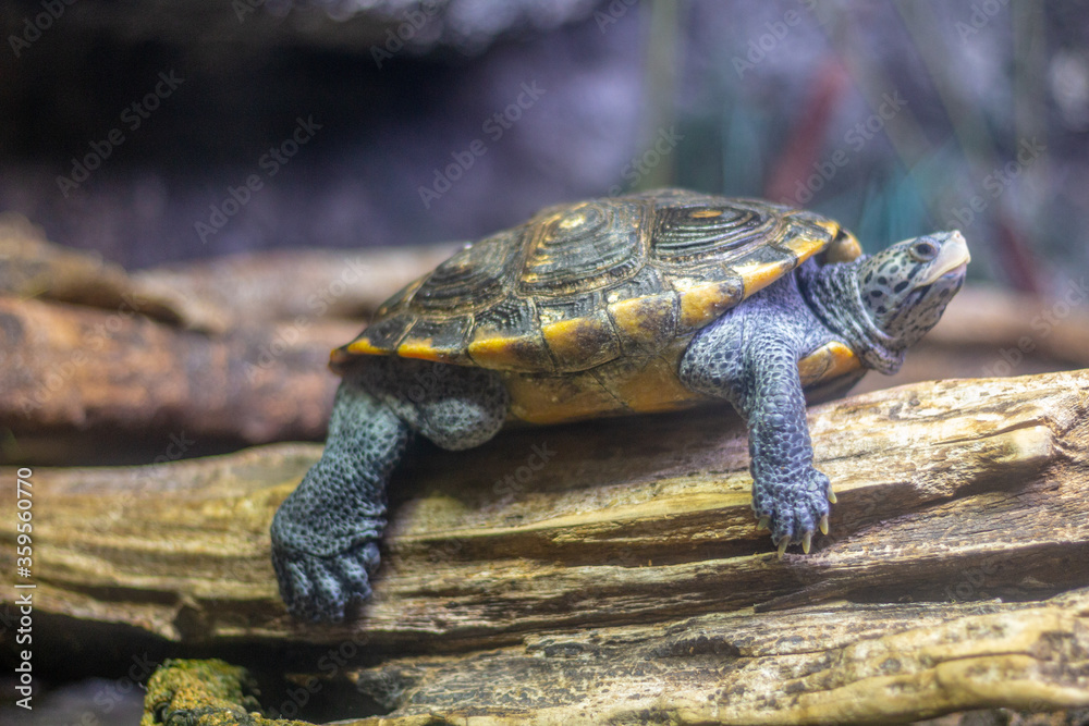 Fototapeta premium Turtle on Rock