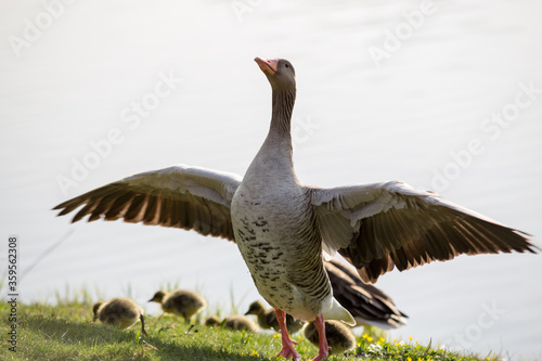 Family geese, goose protects his children spreading the feathers