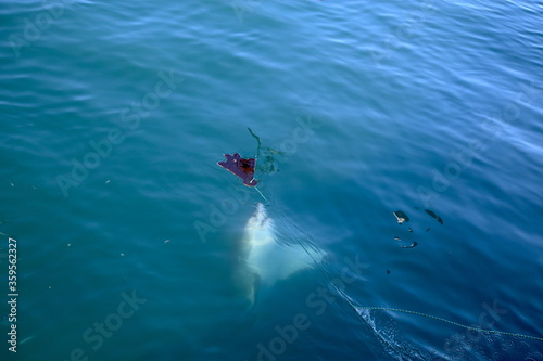 A Great White Shark Moments before Attacking fake Seal