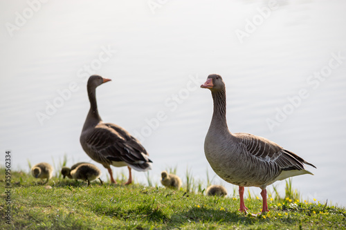 Family geese on the grass