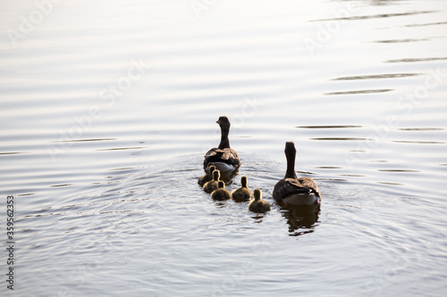 Family geese on the lake