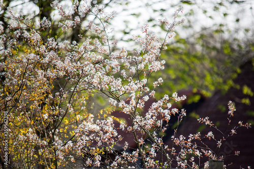 Beautiful flowers in the spring season