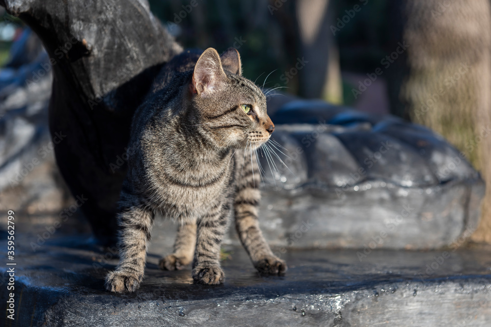 Colorful Cute Cat on the street. Colorful Cute Cat on the street.
