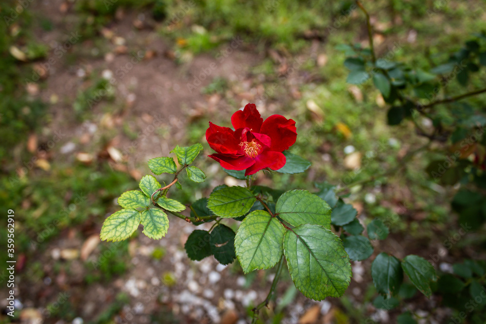 A large bud of a white rose on a fot of dark green foliage. Beautiful flowers in the garden