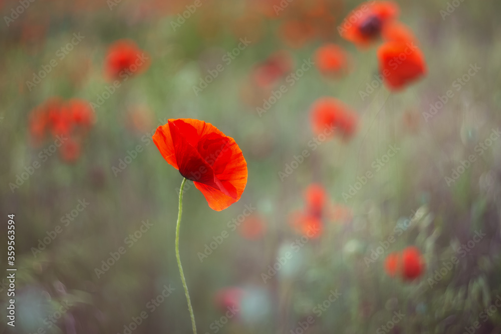 Obraz premium Red poppy close-up on a blurry green background with a copy of the space