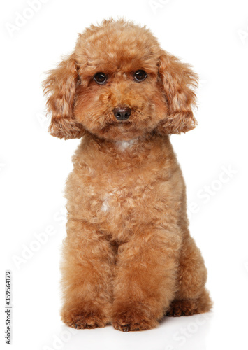 Poodle puppy sits on white background