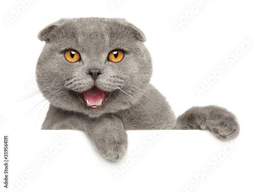 Happy cat over a white banner