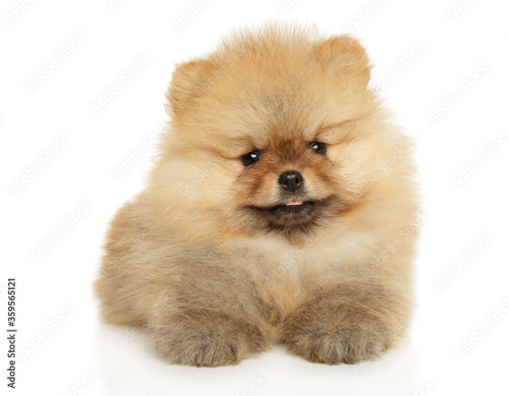Pomeranian Spitz puppy lies on a white background Pomeranian Spitz puppy lies on a white background