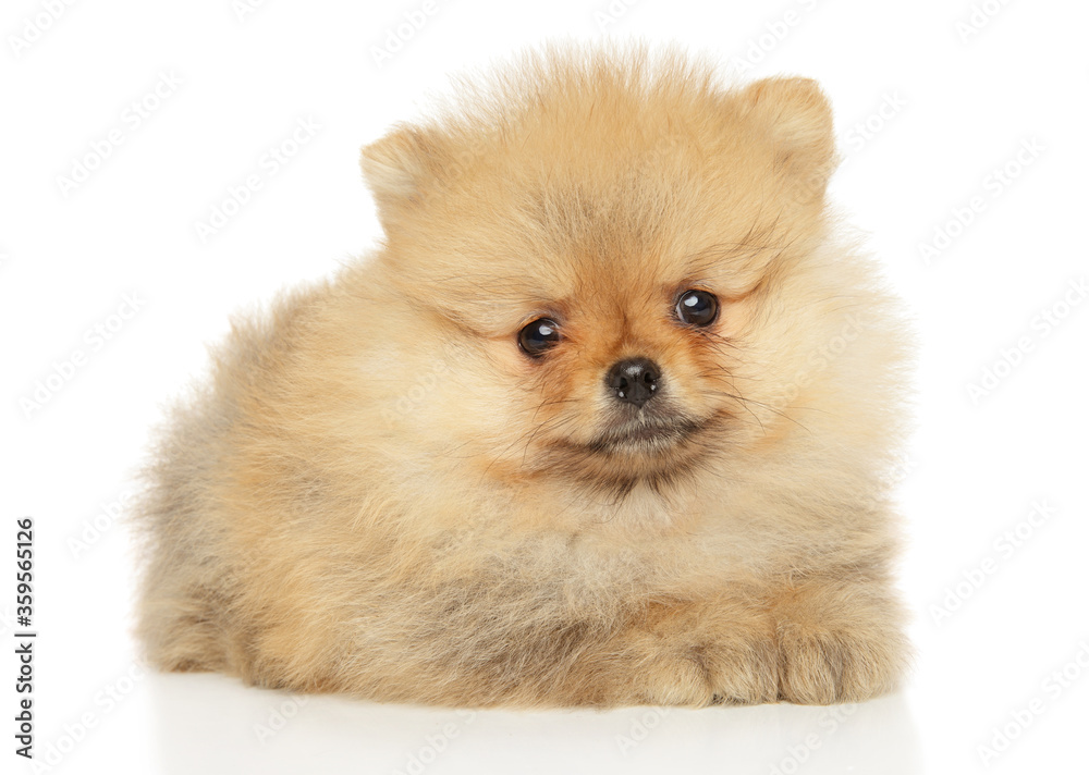 Pomeranian Spitz puppy lying