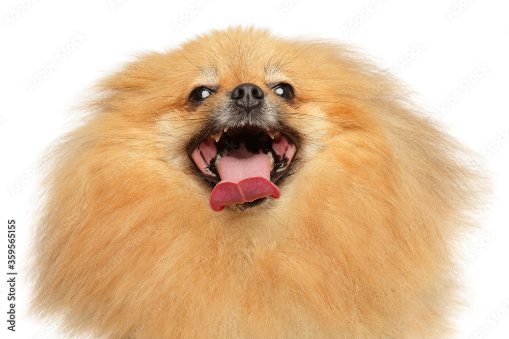 Happy Pomeranian on a white background Happy Pomeranian on a white background
