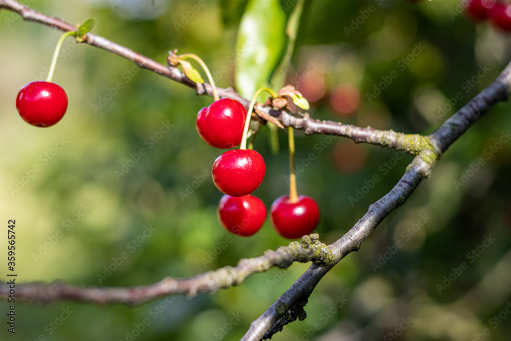 Sour cherry tree (Prunus cerasus)