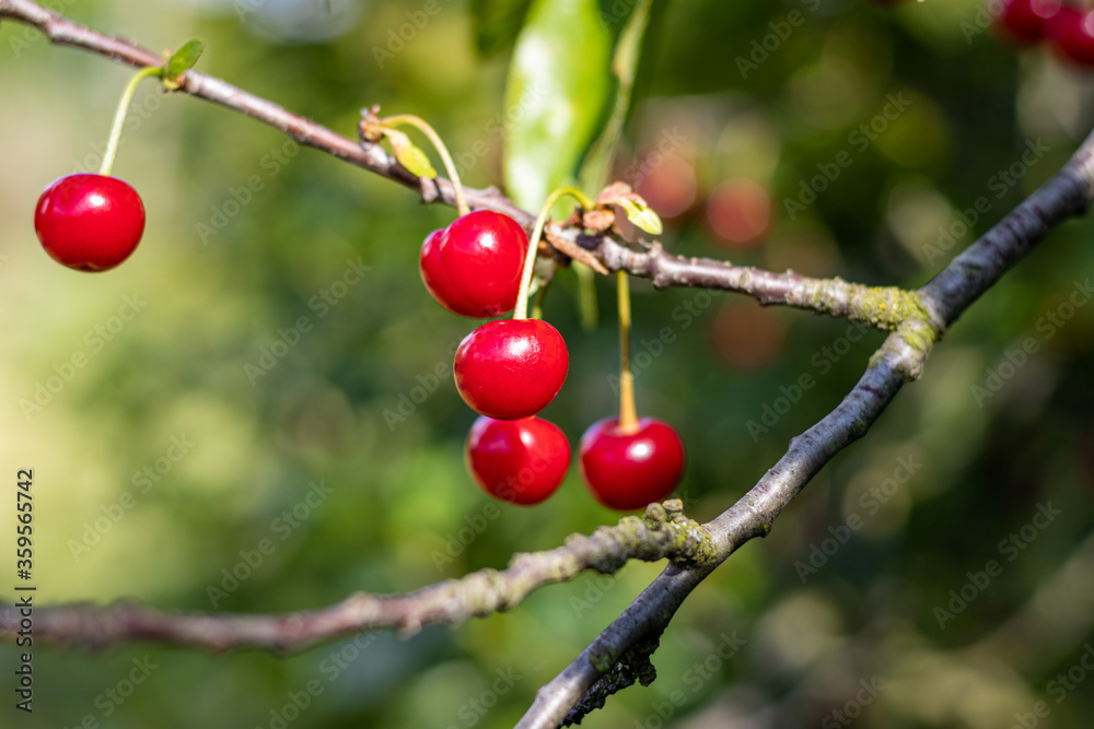 Sour cherry tree (Prunus cerasus) Sour cherry tree (Prunus cerasus)