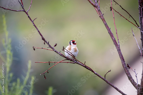 Young European goldfinch (Carduelis carduelis)