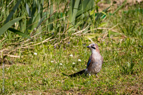 Eurasian Jay (Garrulus Glandarius)