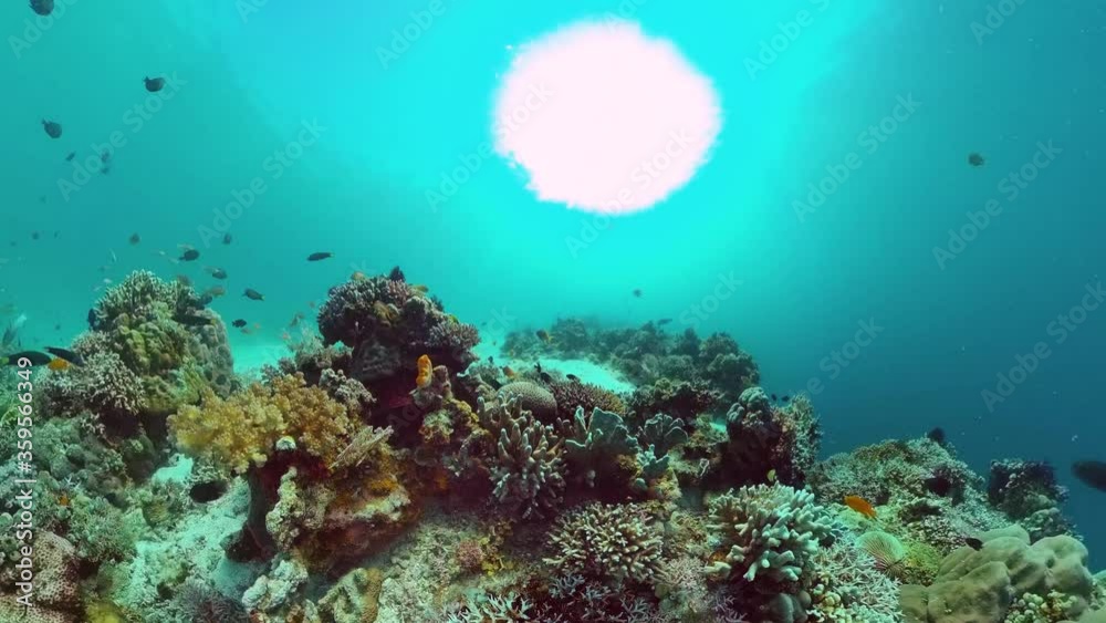 Underwater fish garden reef. Reef coral scene. Seascape under water. Bohol, Philippines.