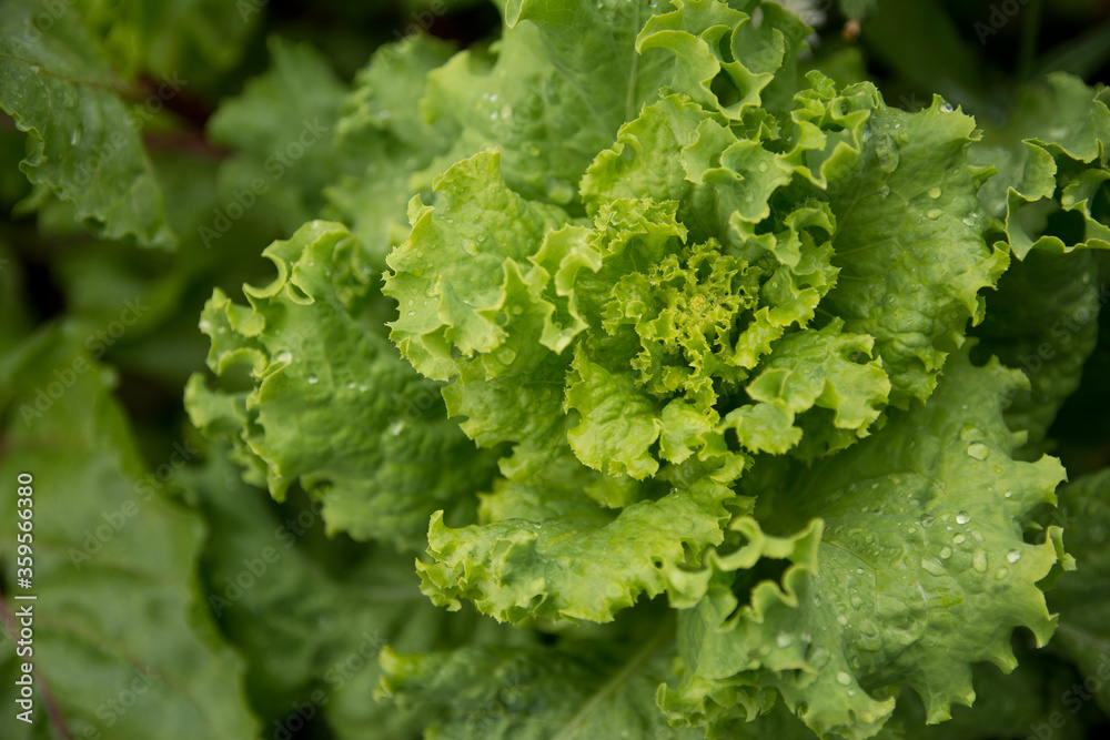 green leaves of fresh lettuce in organic vegetable garden green leaves of fresh lettuce in organic vegetable garden