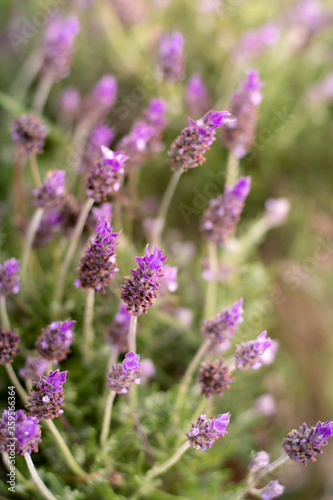 flores de lavanda color violáceo en un jardin 
