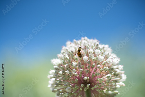 selective focus of flower onion with a bee in the summer garden