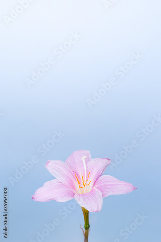 Lily Flower. © Pp