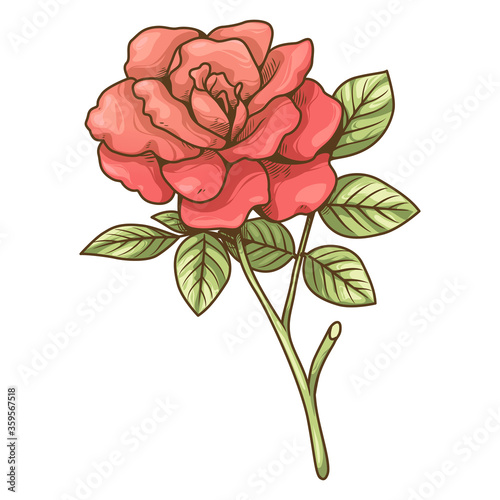 Vector illustration of rose and leaf colorful