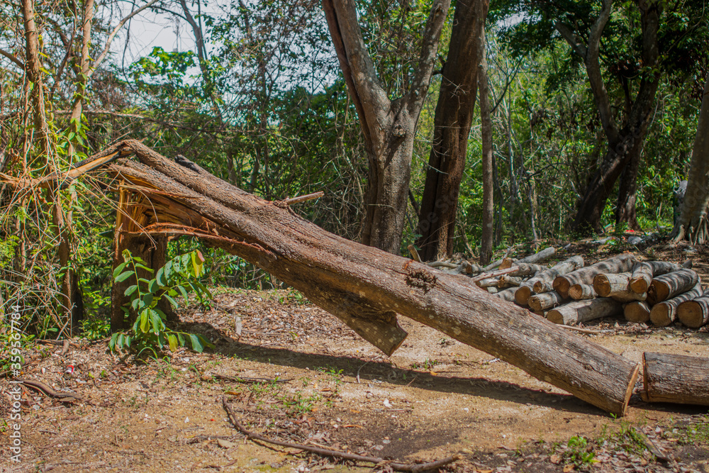 Deforestation environmental problem,
Illegal smuggle in the forest. Deforestation environmental problem,
Illegal smuggle in the forest.
