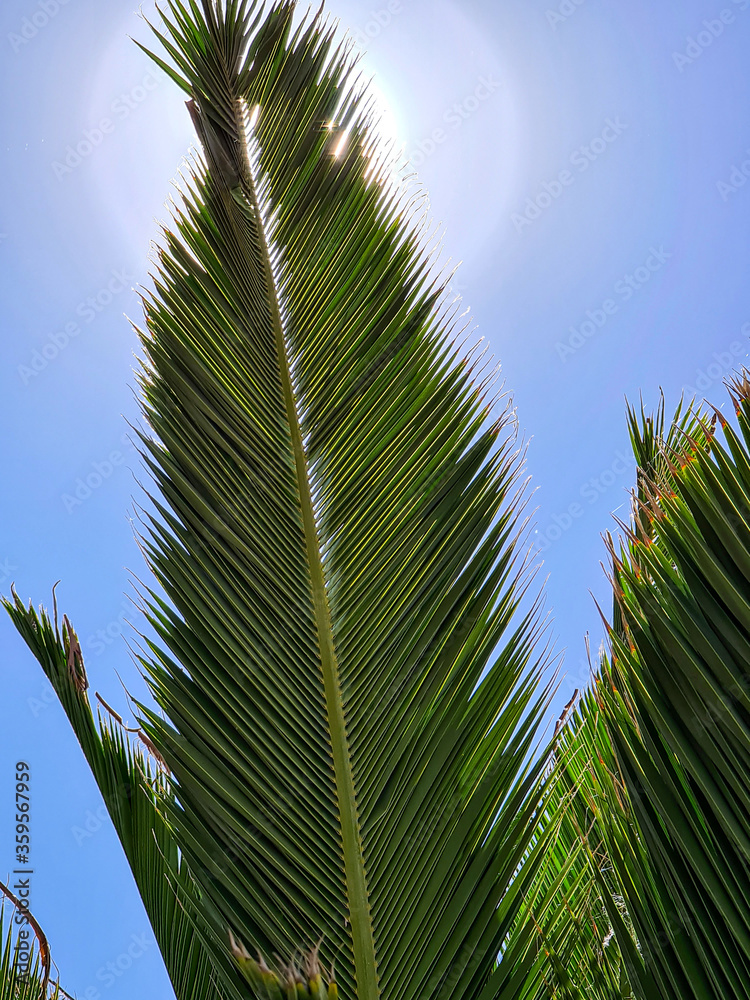 Fototapeta premium A palm leaf with the bright sun