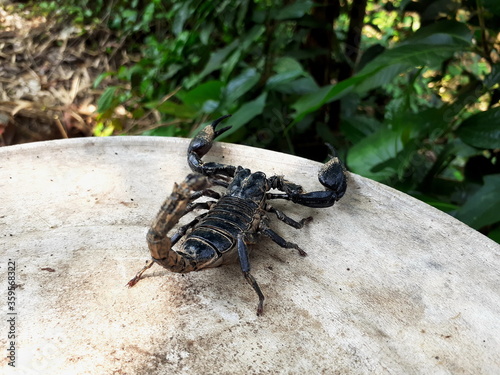 Big black scorpion lives in the wilderness  and hides under a burrow  it is a dangerous reptile that can harm human.