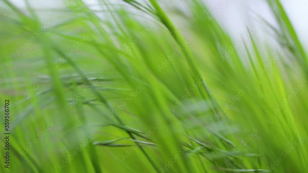 Tall green grass moving in the wind, slow motion from 120 fps footage Tall green grass moving in the wind, slow motion from 120 fps footage