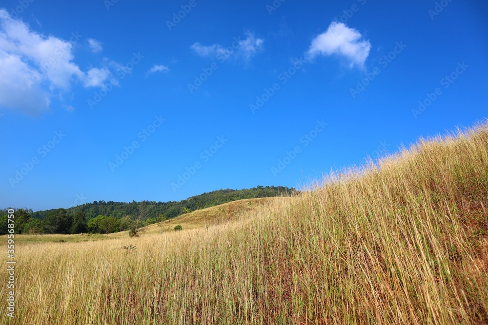 Grass Mountain beautiful in Ranong.  golden field. the mountain where there are no big trees grown but it is covered by the grass instead. Grass Mountains in winter with  blue sky. season background.