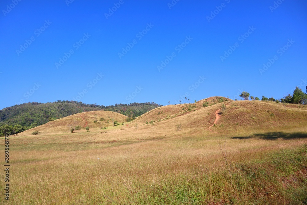 Grass Mountain beautiful in Ranong.  golden field. the mountain where there are no big trees grown but it is covered by the grass instead. Grass Mountains in winter with  blue sky. season background.
