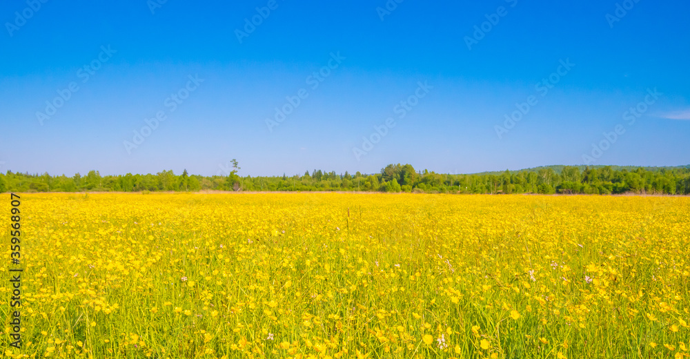 Beautiful summer field with blooming yellow flowers. Copy space for text