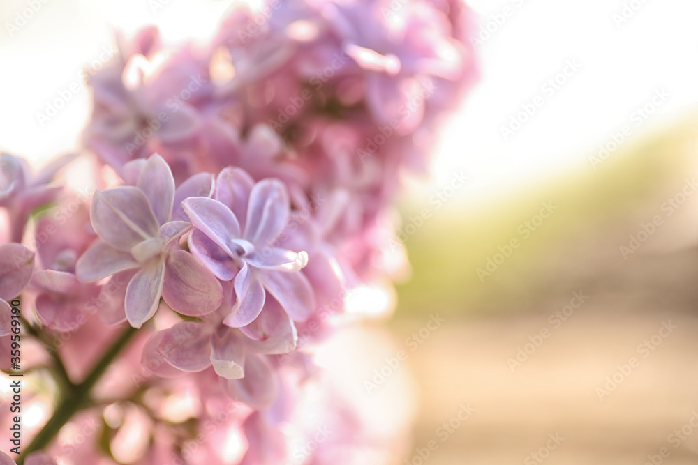 Closeup view of beautiful blooming lilac shrub outdoors on sunny day