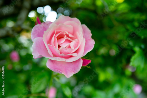 Macro image of a beautiful pink rose in a garden