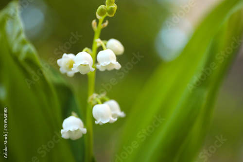 Beautiful lily of the valley in spring garden  closeup