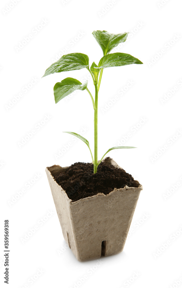 Green pepper seedling in peat pot isolated on white Green pepper seedling in peat pot isolated on white
