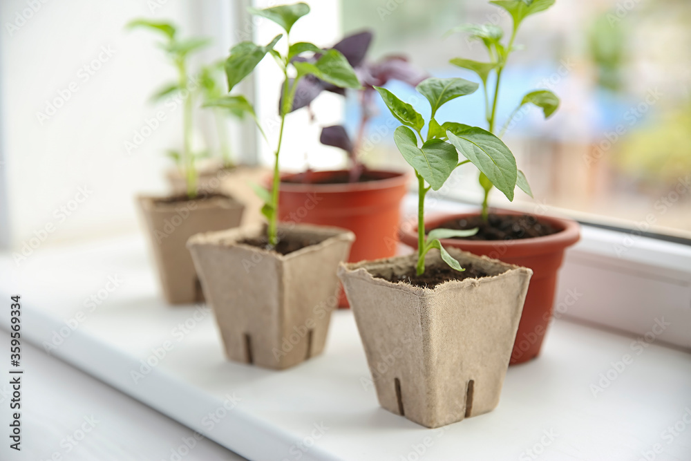 Window sill with young vegetable seedlings indoors Window sill with young vegetable seedlings indoors