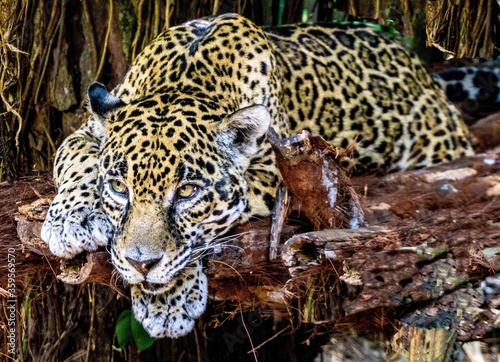 Photography Jaguar in Belize jungle
