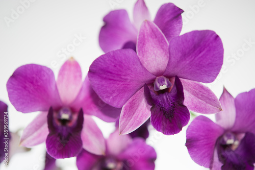 Violet dendrobium phalaenopsis orchid blooming