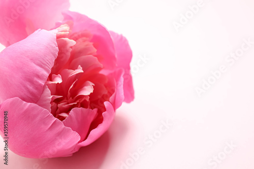 Fototapeta Naklejka Na Ścianę i Meble -  Beautiful pink peony on light background, closeup. Space for text