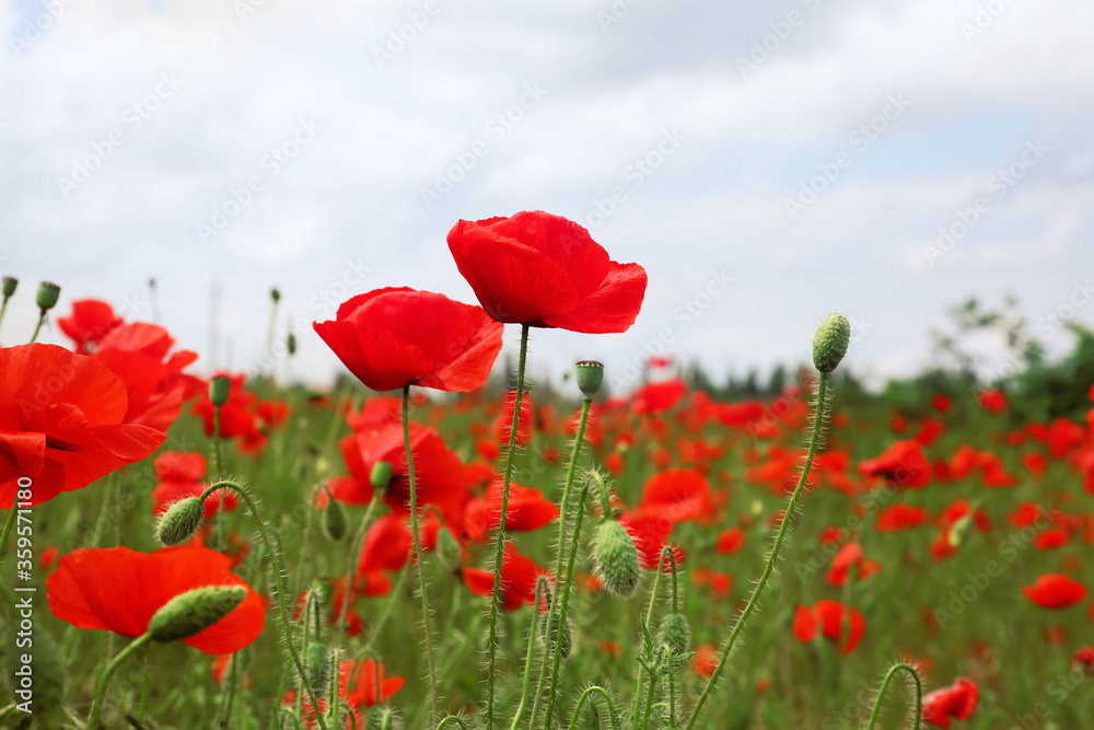 Obraz premium Beautiful red poppy flowers growing in field, closeup