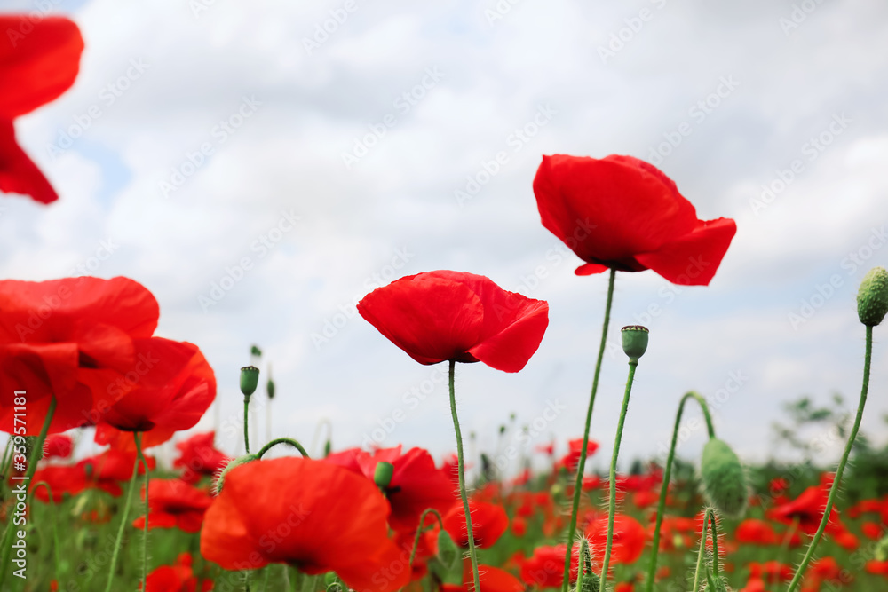 Obraz premium Beautiful red poppy flowers growing in field, closeup