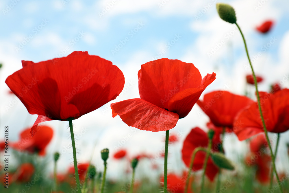 Fototapeta premium Beautiful red poppy flowers growing in field, closeup