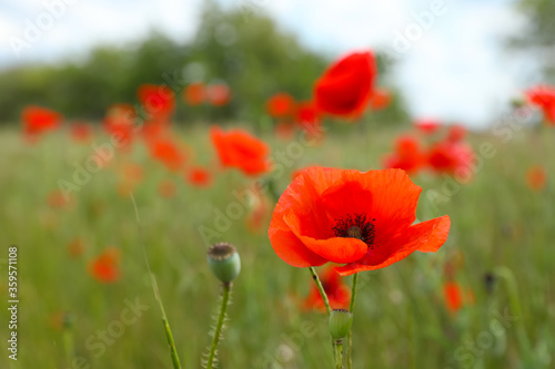 Beautiful red poppy flower growing in field  closeup. Space for text