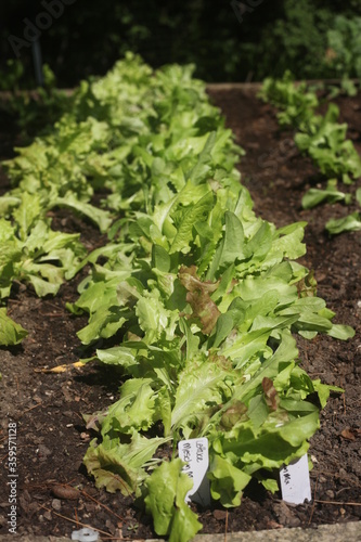 lettuce growing in a garden