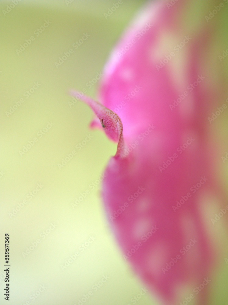 Closeup pink leaf with soft focus ,macro image, bright and green blurred for background, sweet color, nature leaves for card design Closeup pink leaf with soft focus ,macro image, bright and green blurred for background, sweet color, nature leaves for card design